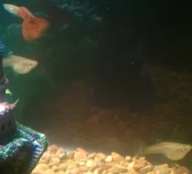 guppies 3.webp
