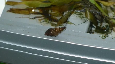 snail.webp