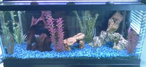 fish taNK 005.webp