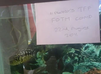 tff verify pic.webp tff verify pic.webp