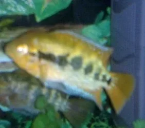 22082011007.webp