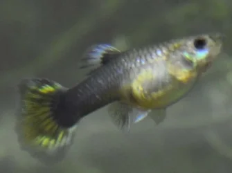 Guppy8.webp