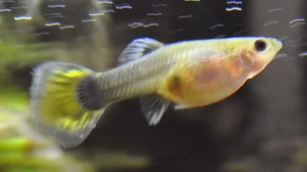 Guppy4.webp