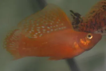 orange_sailfin.webp