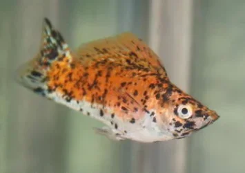 spotted_sailfin.webp