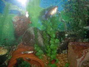fish3 009.webp