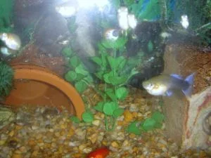 fish3 017.webp