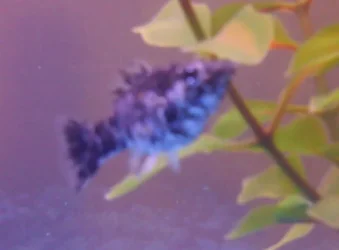 fish2.webp