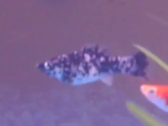 fish3.webp