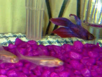 Fish1.webp
