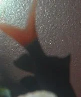 DSCF0071234.webp