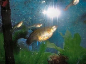 fish4 001.JPG