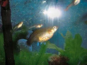 fish4 001.webp