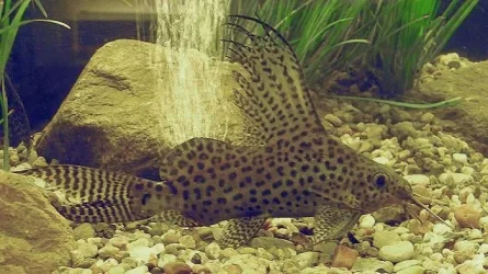 featherfin-catfish.webp