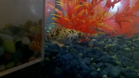 molly1.jpg