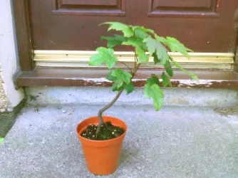 Photo0483.webp