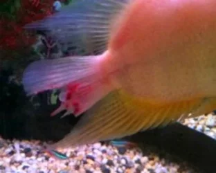 tail2.webp