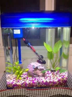 tank 2.webp