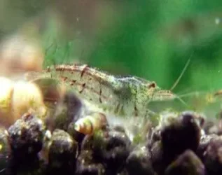 shrimp.webp