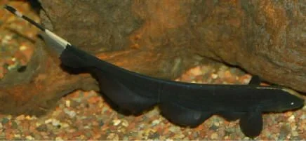 Knife,92.webp