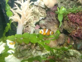Moby the Goby.webp