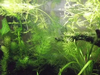 DSCF0526.webp