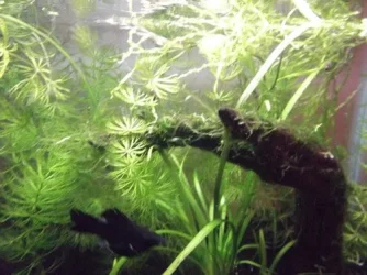 DSCF0531.webp