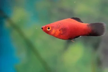 Platy.webp