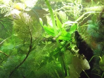 DSCF0534.webp