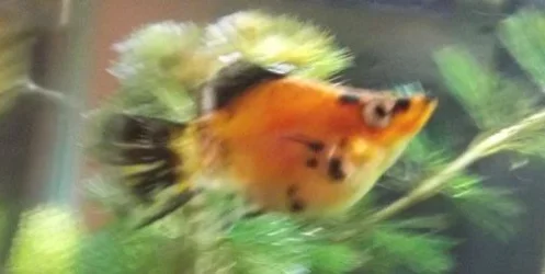 DSCF0541.webp