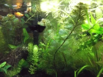 DSCF0544.webp