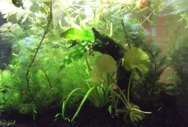 DSCF0547.webp