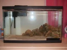 saltwater 1.webp