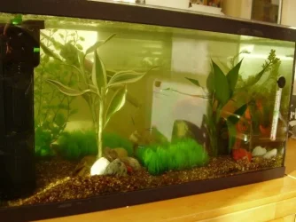 Big Tank tff.webp