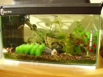 Small Tank TFF.webp