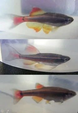 minnows copy.webp minnows copy.webp