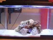 saltwater 2.webp
