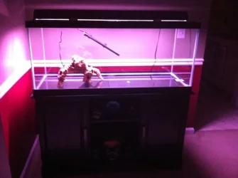 fishtank.webp