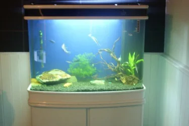 fish.webp