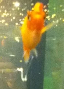 Fish.webp