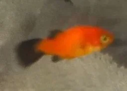 Fish1.webp