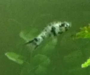 Fish2.webp Fish2.webp