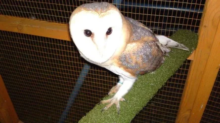 Gizmo.webp