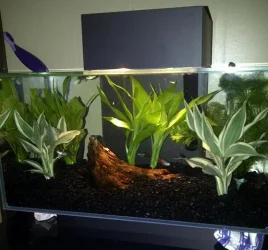 aquascape 1.webp
