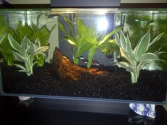 aquascape 2.webp