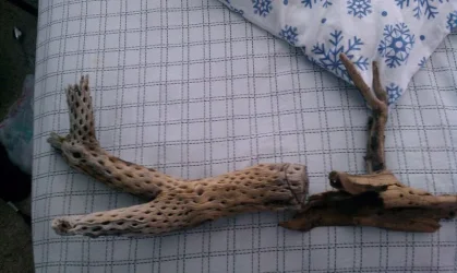 driftwood.webp