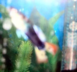 fish4 004.webp