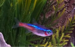 sick fish.jpg