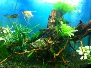 fish tank2.webp
