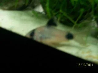 Cory1.webp